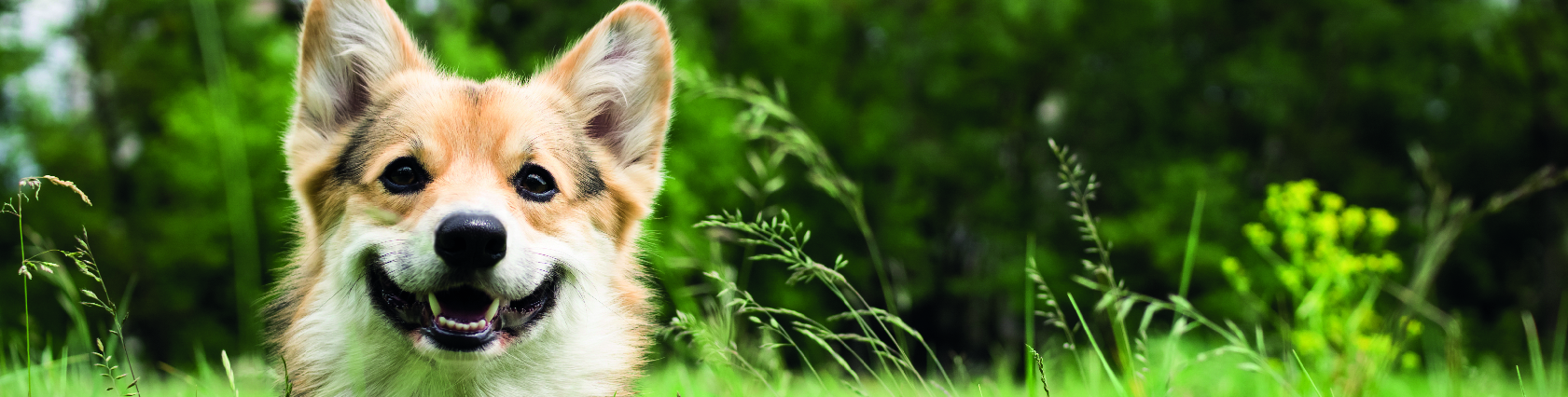 1680x425 Originales 2